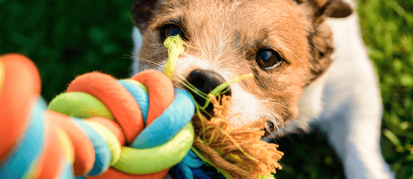 Are Pull Toys Safe For Dogs?