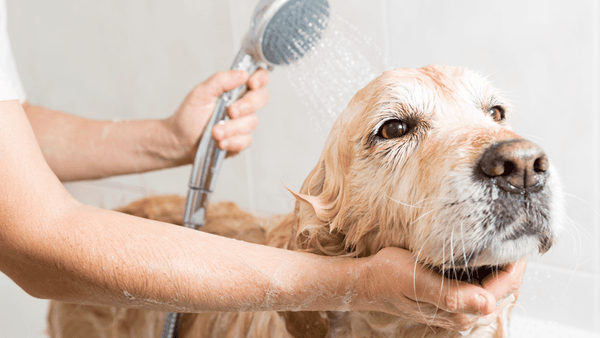 How To Groom Your Dog in 9 Steps