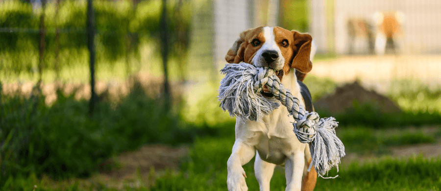 aggressive chewer dog toys Dog Chew Toys for Aggressive Chewers Large Breed  LICHENG TRADE INC