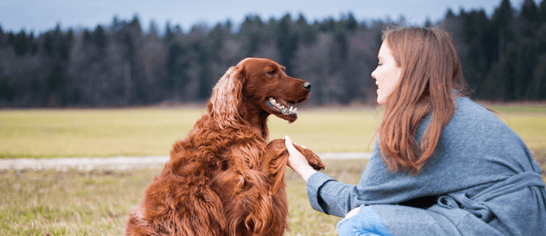 Tips For Training Your Dog