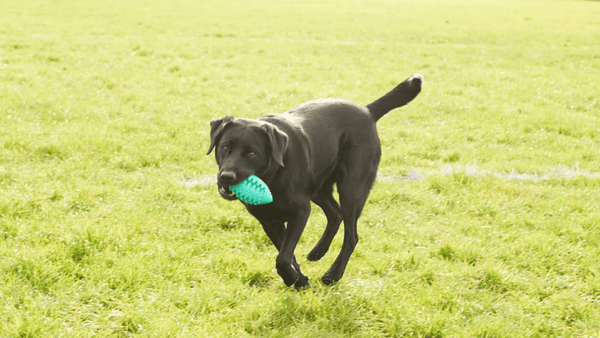 The Best Toys for Medium Sized Dogs | Willy & Dilly