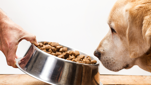 Top Tips For Changing Your Dog’s Food