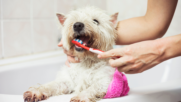 Dog Dental Health - What You Need To Know