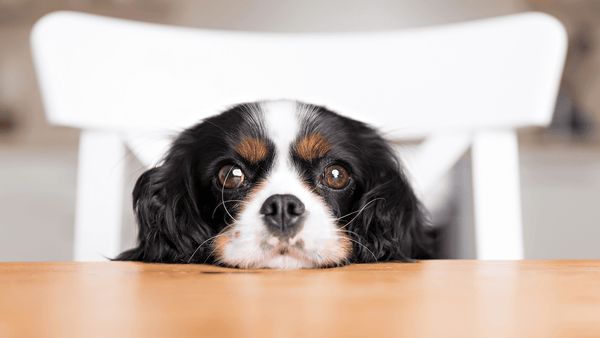 What Foods Are Bad For Dogs?