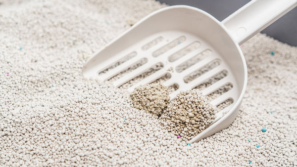 Uncovering the Scientific Facts: Why Premium Bentonite Clumping Clay Cat Litter is the Best Choice for Your Feline Friend