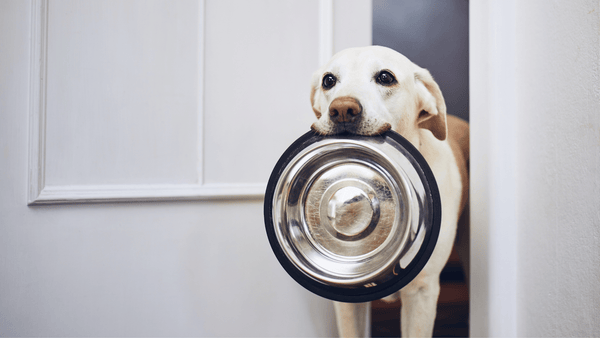 How Much Should You Feed Your Dog? Willy & DiIlly Blog