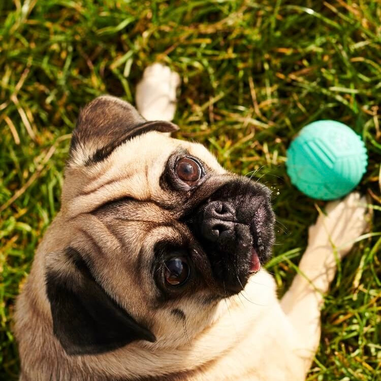 Willy & Dilly Homepage Pug & Solid Ball